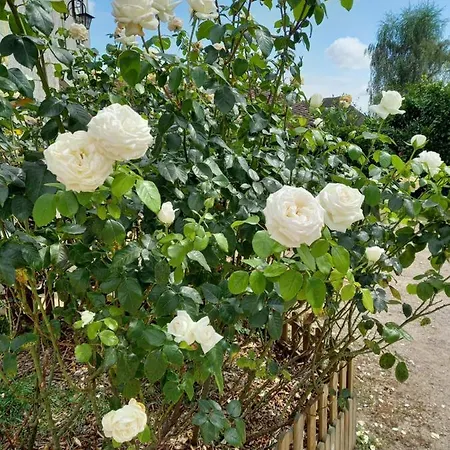 Bed & Breakfast Le Domaine Du Chaffard Les Avenieres